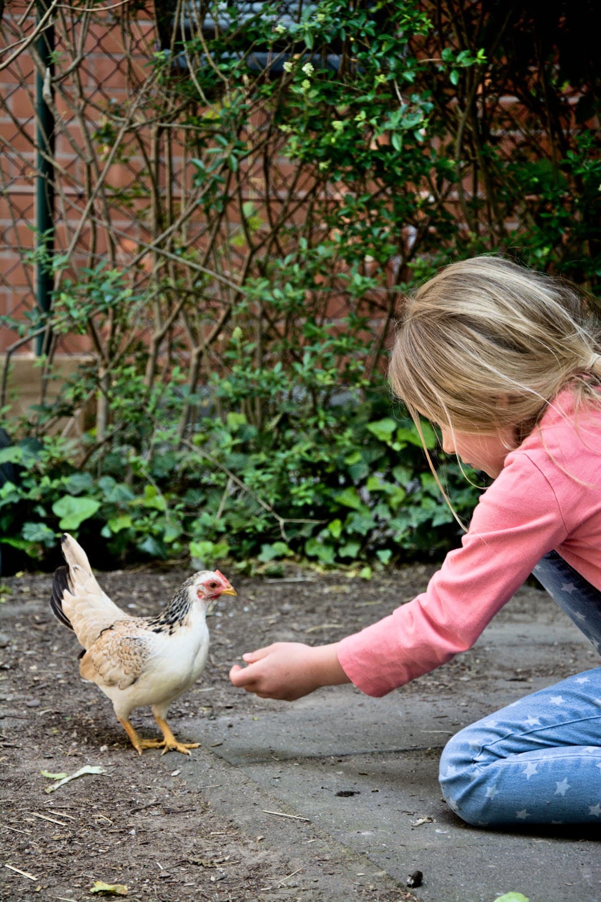 Kind füttert ein Huhn beim Sommerfest der fns:köln